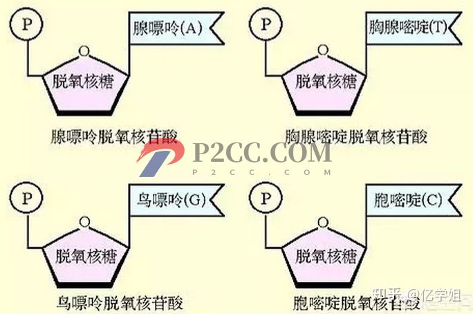 查出染色體異常對(duì)生孩子有什么影響(圖3)